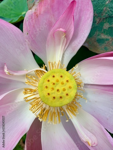 close up of pink flower lotus