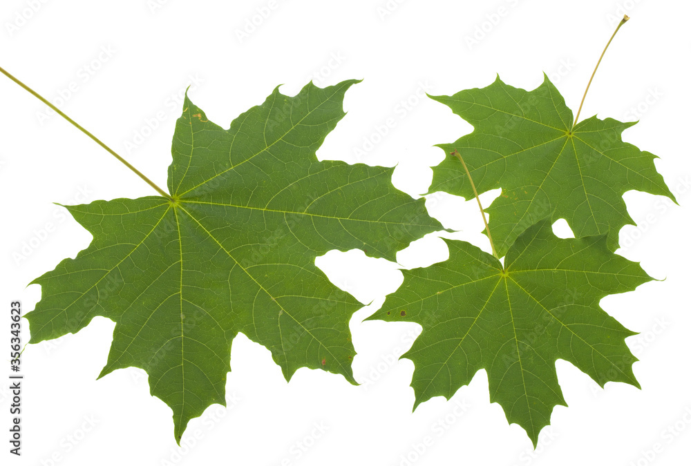Green maple leaves isolated on a white background Green maple leaves isolated on a white background