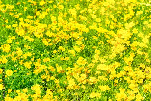 Beautiful yellow flowers Dendranthema boreale on sunny green field as spring and summer nature background