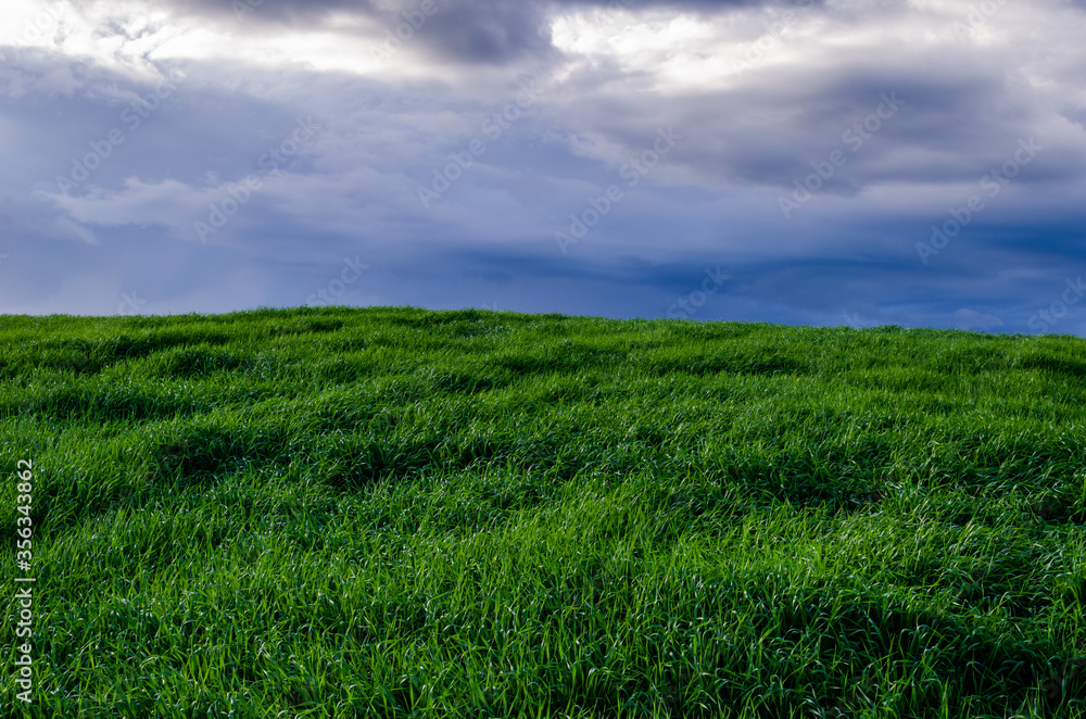 Soon there will be a thunderstorm over a green field of wheat Soon there will be a thunderstorm over a green field of wheat