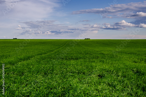 Field of grass to the horizon  sky with beautiful clouds