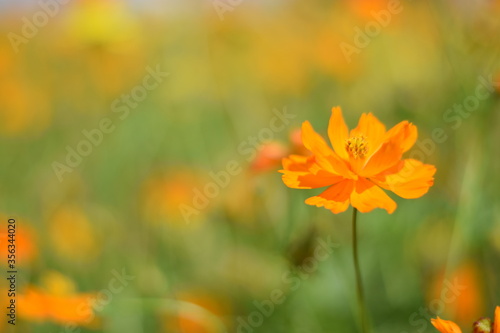 orange flower in the garden