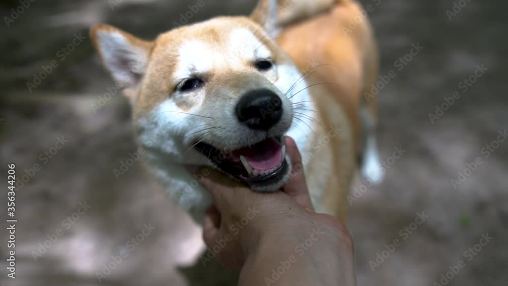 Man hand Playing with Cute Shiba Dog. 