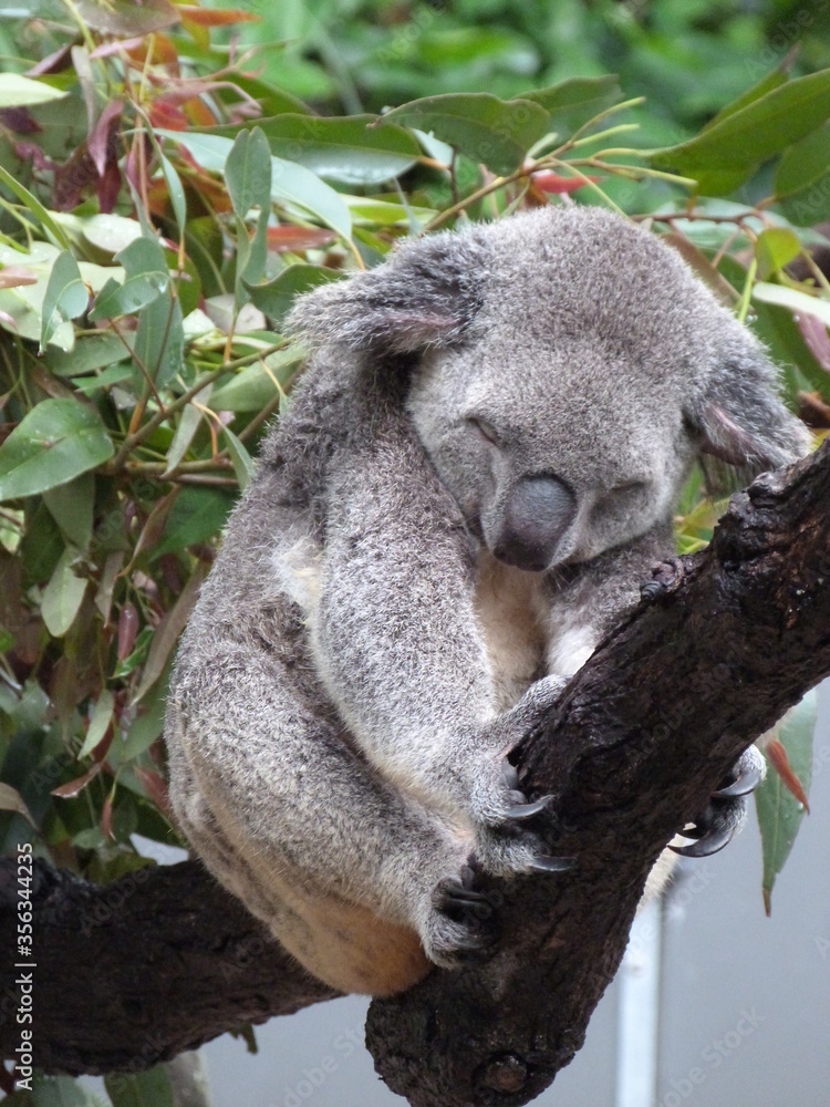 Koala sleeping Koala sleeping