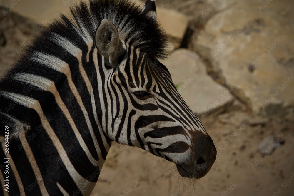 zebra close up zebra close up