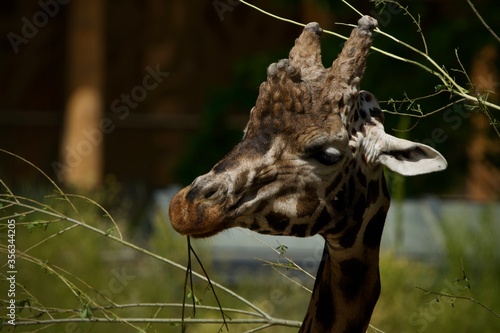 portrait of a giraffe