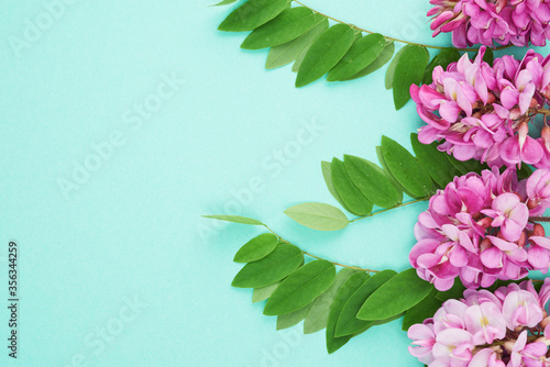 flowering branch Robinia neomexicana with pink flowers, green leaf on a green background photo