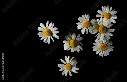 Chamomile flowers isolated on black background  top view