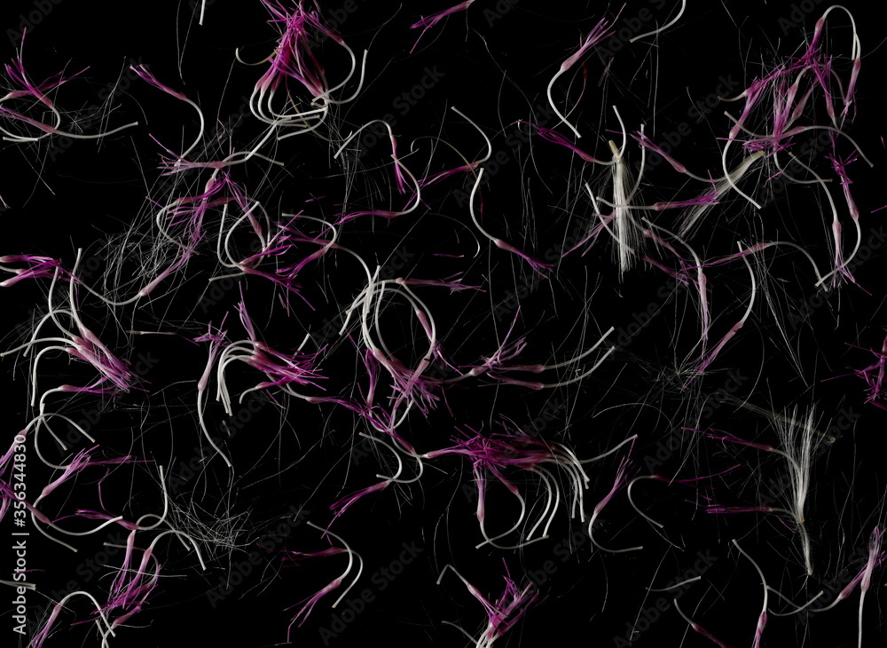 Pink burdock flower petal strings isolated on black background, top view Pink burdock flower petal strings isolated on black background, top view