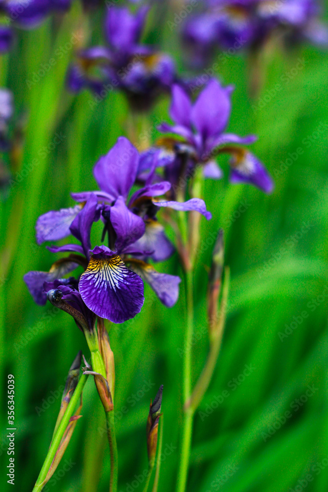 purple iris flower in the garden purple iris flower in the garden