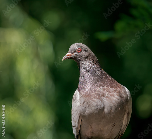 Close up wit a feral pigeon (Columba livia domestica)