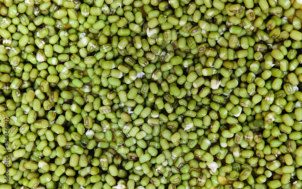 Mung bean sprouts in closeup Mung bean sprouts in closeup