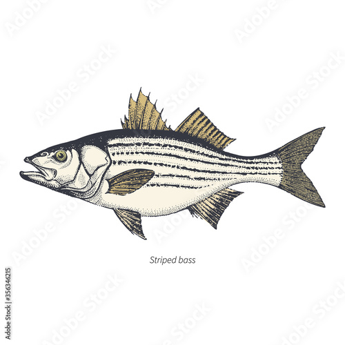 Striped bass hand drawn outline color vintage vector illustration. Isolated on white background.