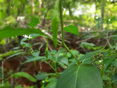 Wallpaper Mural green beans in the garden Torontodigital.ca