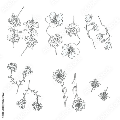 Set of meadow flowers on a white background.