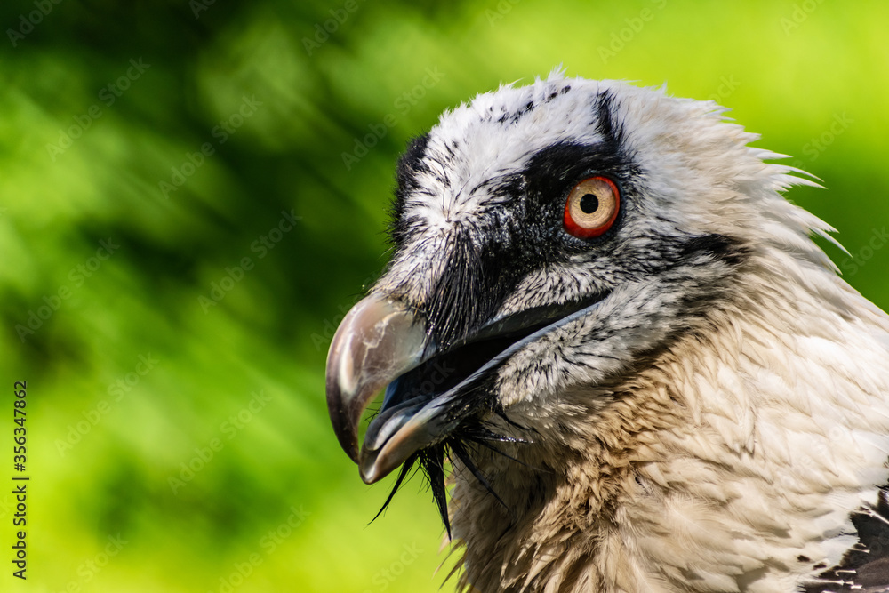 Fototapeta premium Rare large bird, the Bearded vulture listed in the red book of Russia. An individual from the order Falconiformes and the hawk family. A sedentary bird, it nests in pairs in caves and rock crevices.
