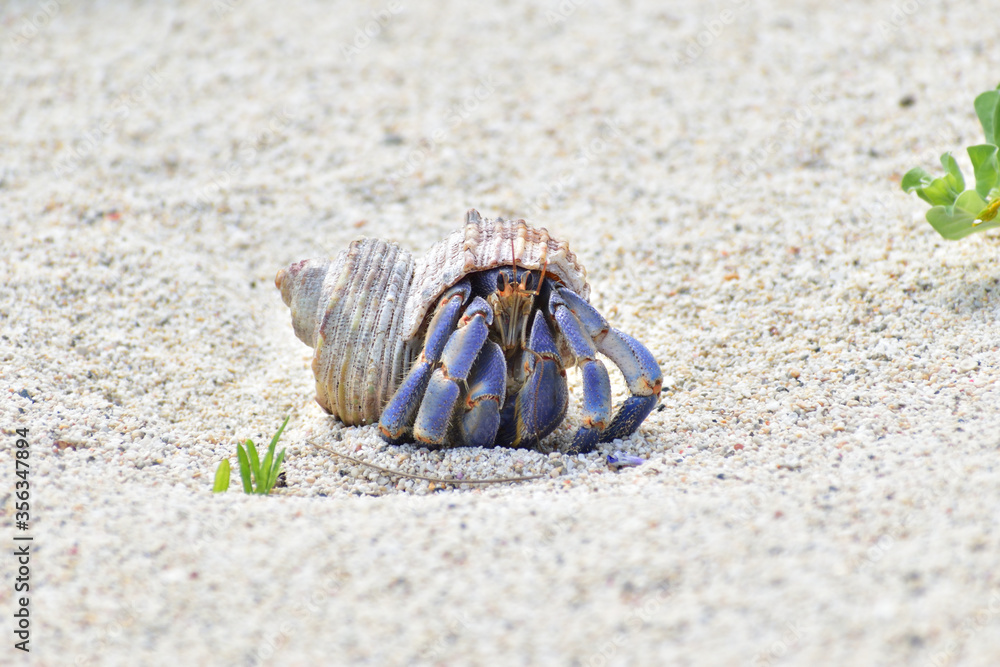 砂浜を歩いているヤドカリ