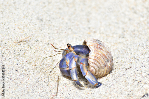 砂浜を歩いているヤドカリ