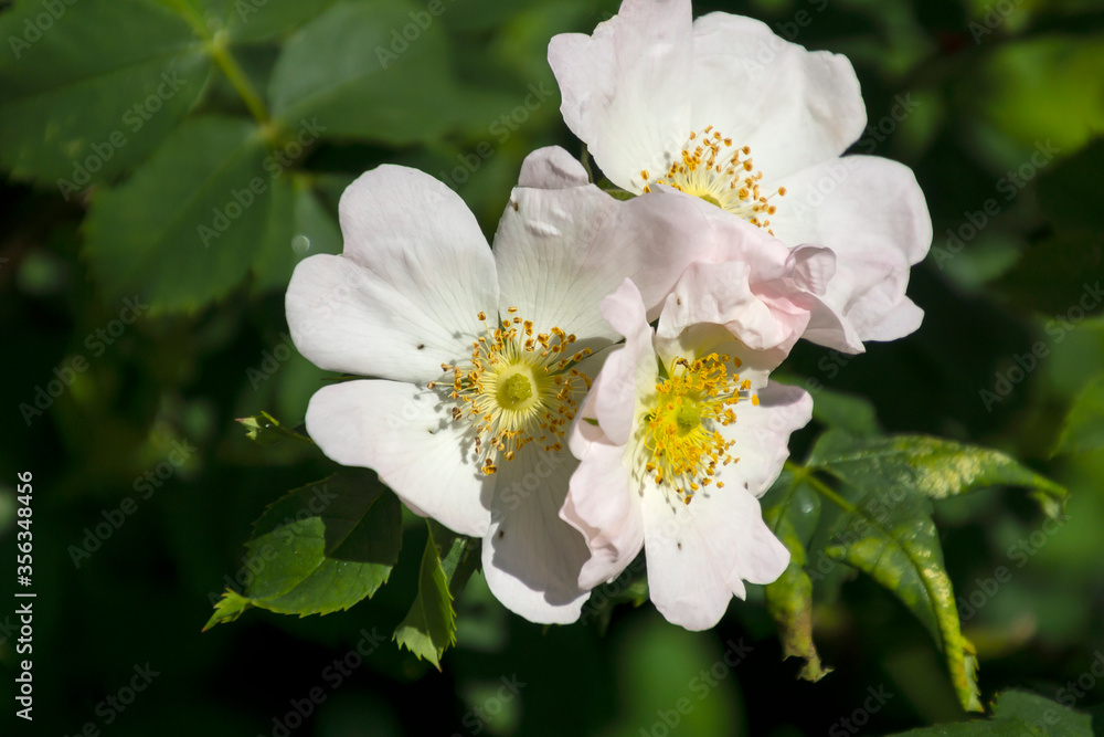 Fototapeta premium Weiße Buschrose