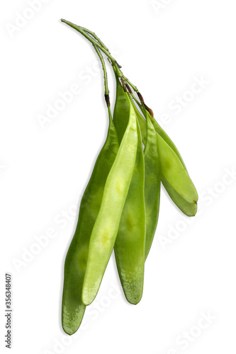 Dalbergia sisso or Indian-rosewood seed buds isolated on white background photo