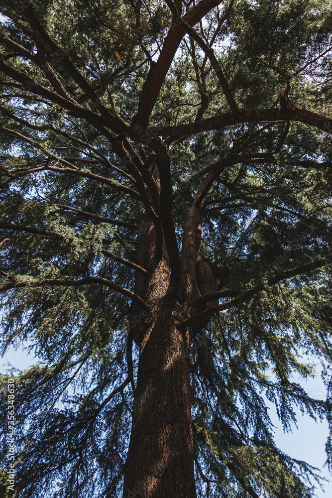 Fototapeta premium Vertical photo of an old tree in a green forest. Tree in the Retiro Park of the city of Madrid, Spain.