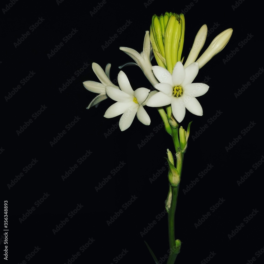 Fototapeta premium white flower on black background