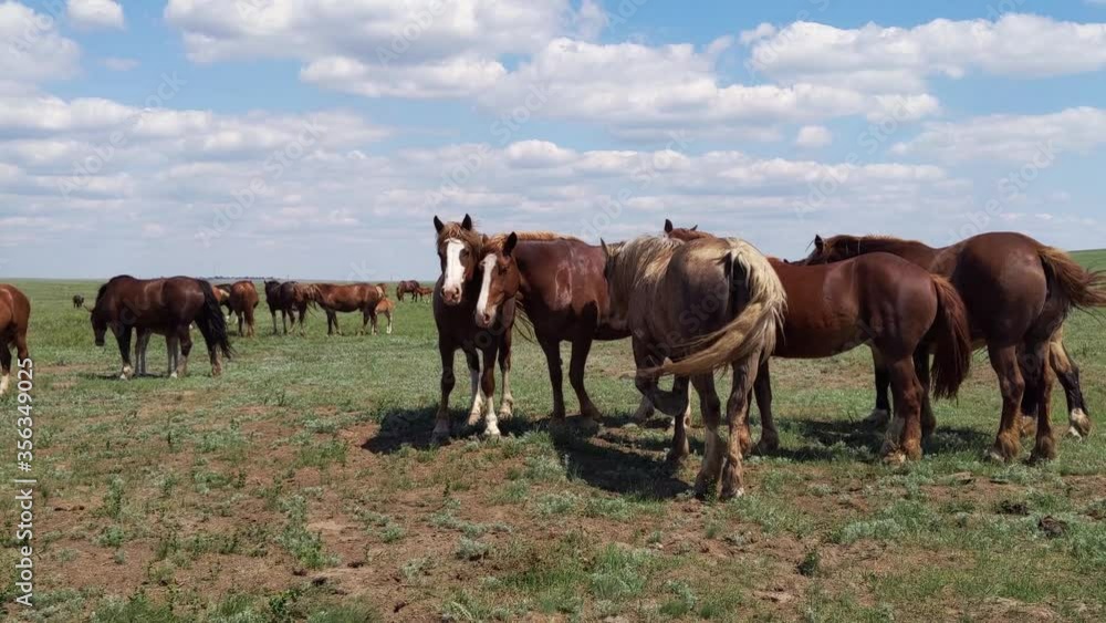 Horses on pasture, farm animals wag their tails, spring day Horses on pasture, farm animals wag their tails, spring day