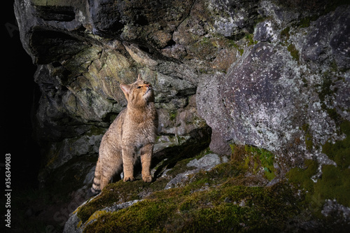 Photography European wildcat in beautiful nature habitat