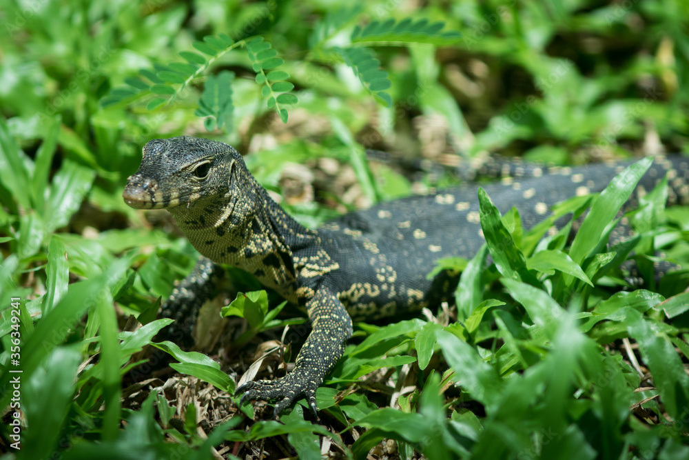 Naklejka premium The water monitor.