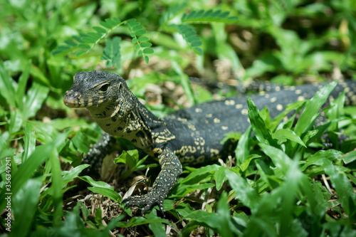 The water monitor.