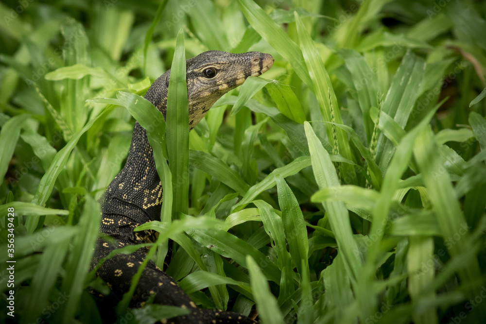 Naklejka premium The water monitor.