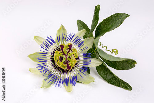 Passiflora plant flower on the white background