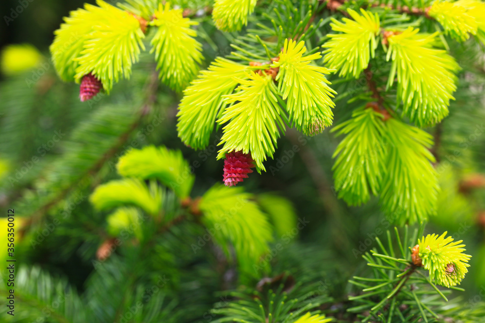 Young purple cone on the fir in the garden. The concept of landscape design. Young purple cone on the fir in the garden. The concept of landscape design.