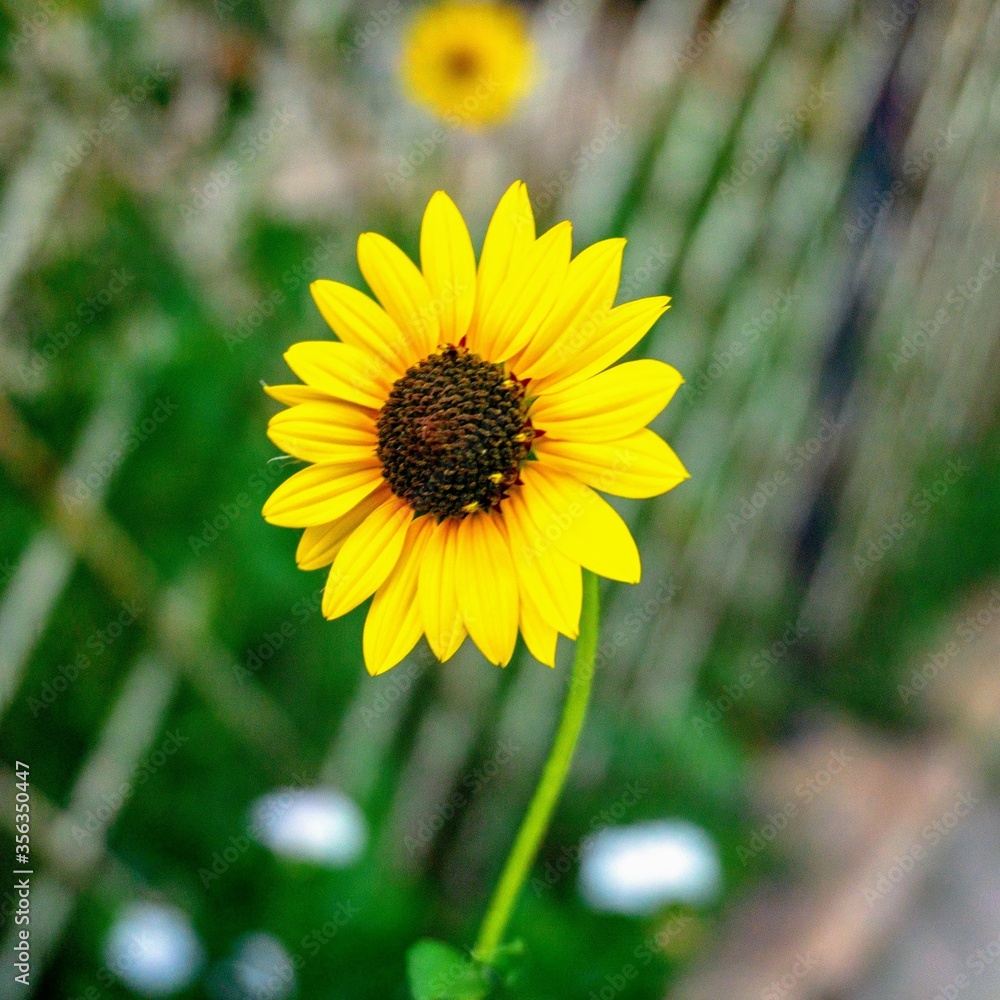 Obraz premium yellow flower on green background