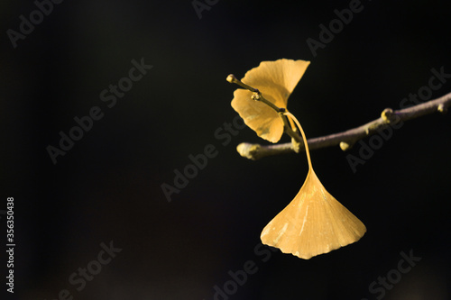 Close up photo of yellow ginkgo biloba leaves in autumn season