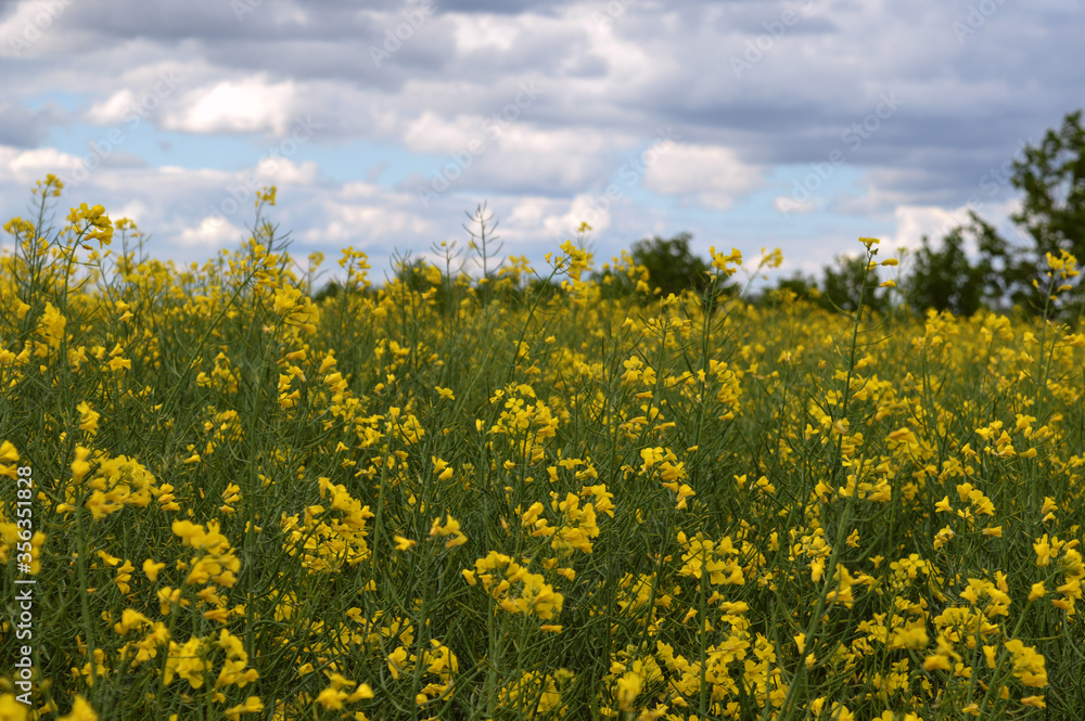 Field with yellow rapeseed flowers on a summer day.

K