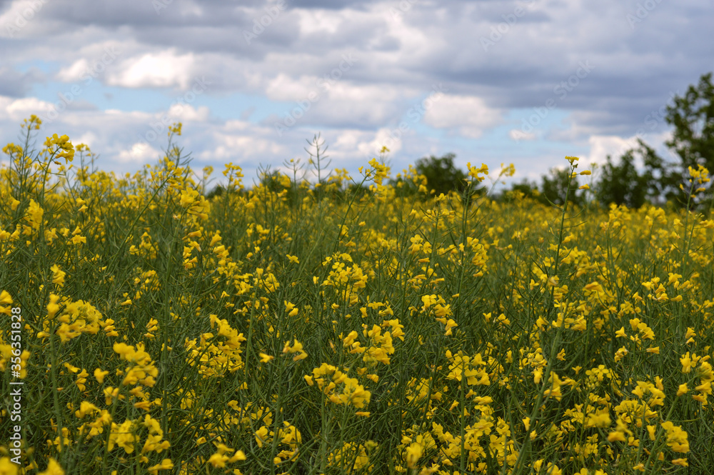 Field with yellow rapeseed flowers on a summer day.
K Field with yellow rapeseed flowers on a summer day.
K