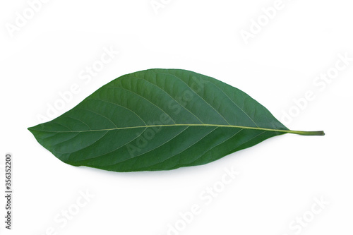 Green leaves isolated on a white background, tropical leaves