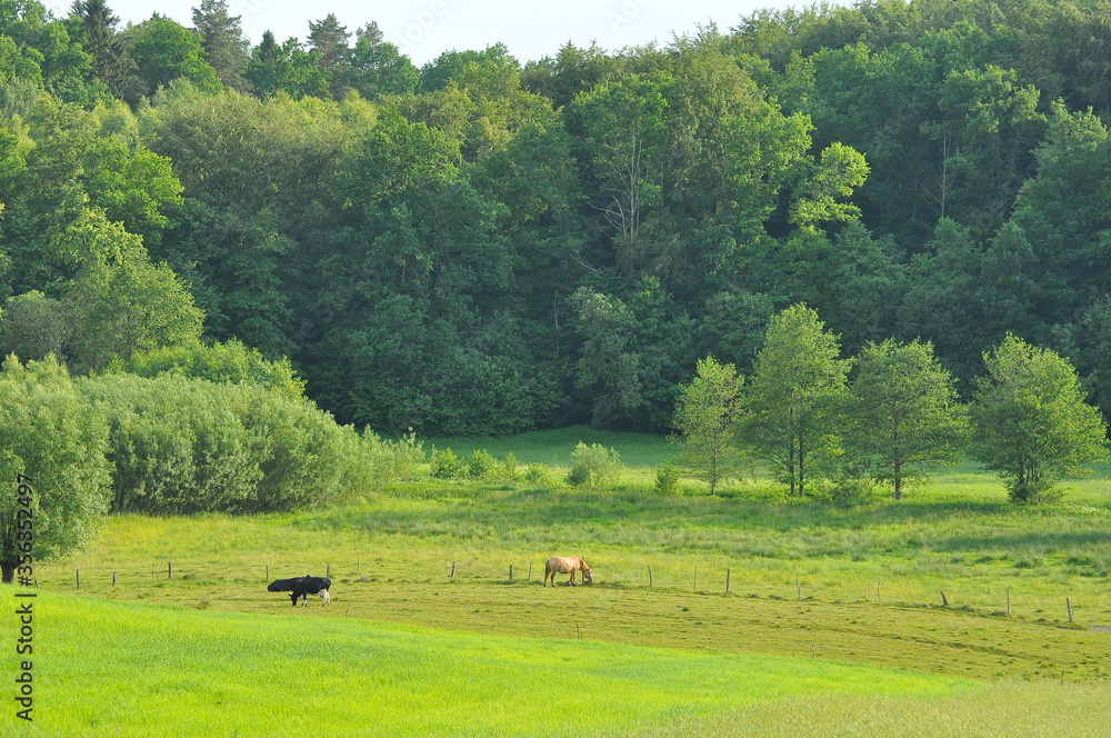 Fototapeta premium Polska - Mazury - Warmia. Krajobraz.