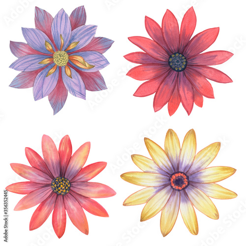Set of watercolor flowers outlined on a white background. Bright flowers of yellow  red and blue purple  painted in watercolor on a white background. For design  textile  packaging and wallpaper.