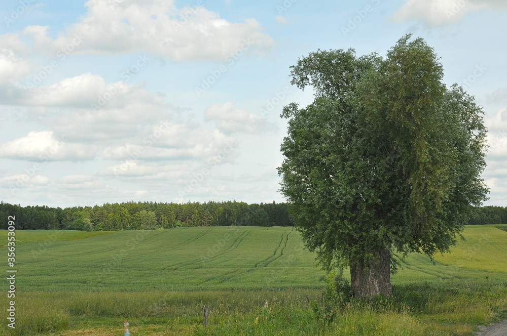 Obraz premium Drzewo na polu