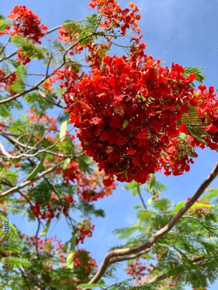 Fototapeta premium Closeup on the red Paper Flowers blooming in the summer.