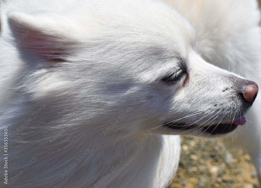 Fototapeta premium cute American Eskimo c2020Rachelle
