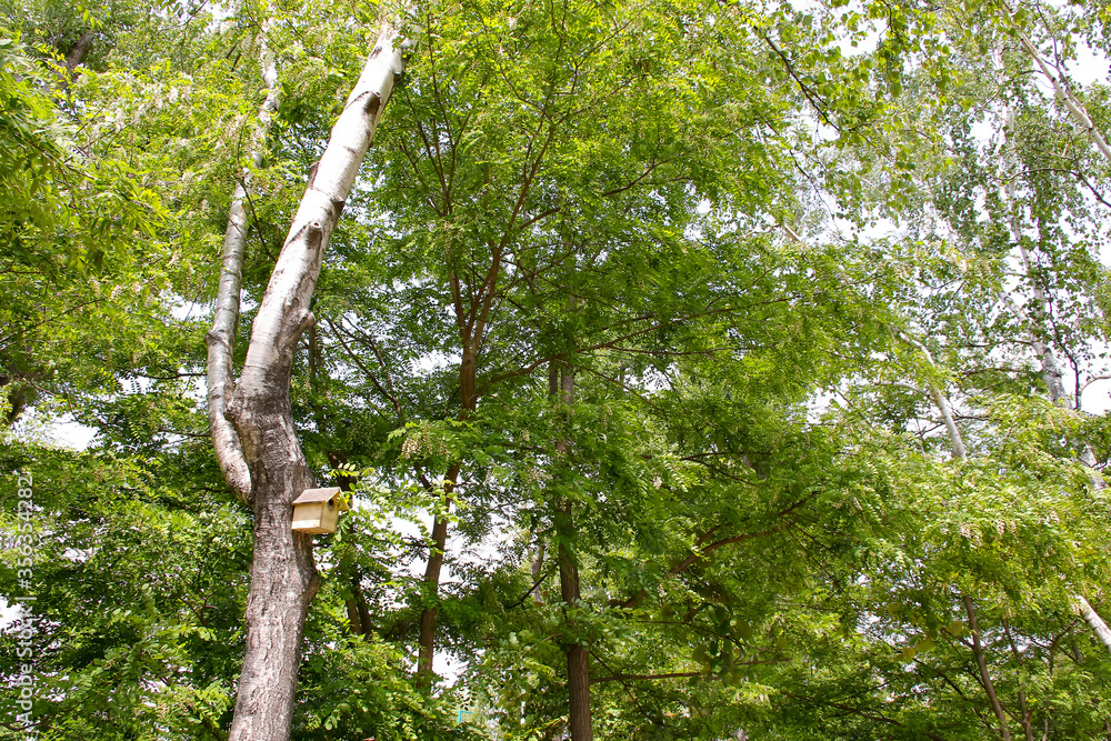 Fototapeta premium 鳥小屋、木箱、植物、緑、樹木、木、公園、森、自然、葉、木の葉