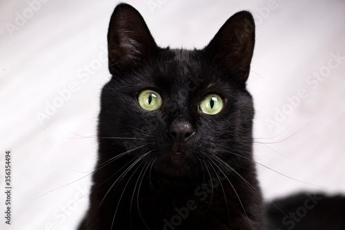 Pet animal; black cat