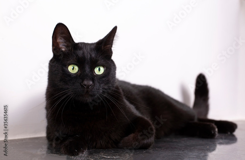 Pet animal; black cat