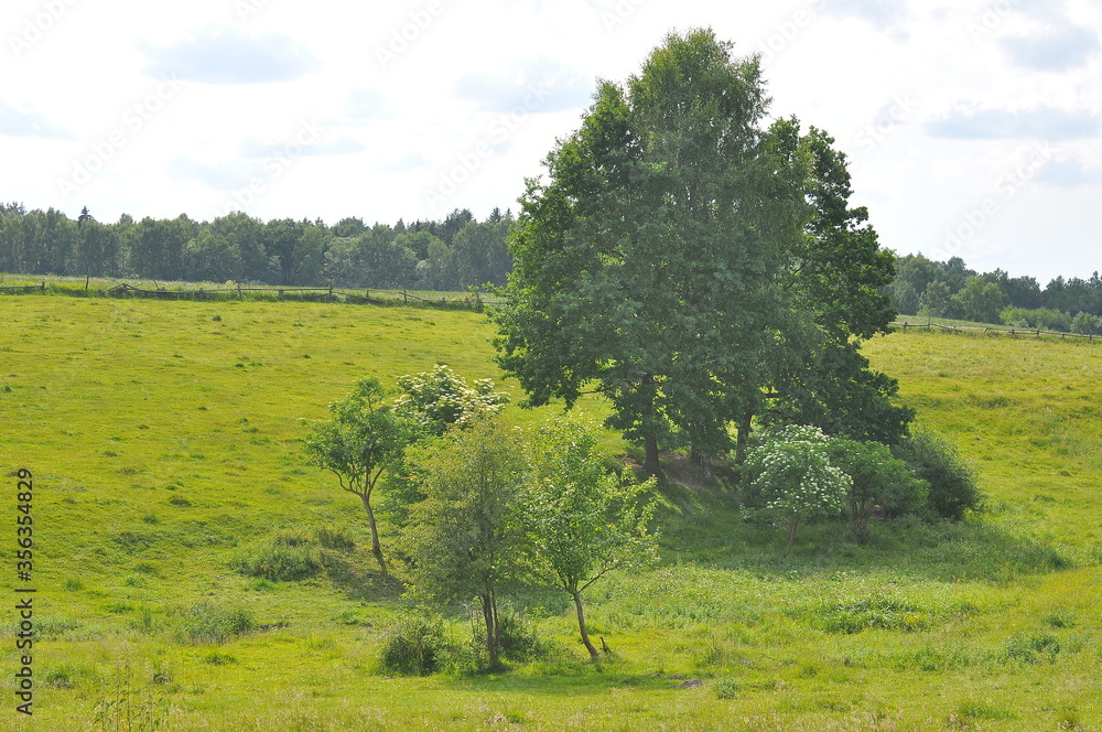Fototapeta premium Pole
