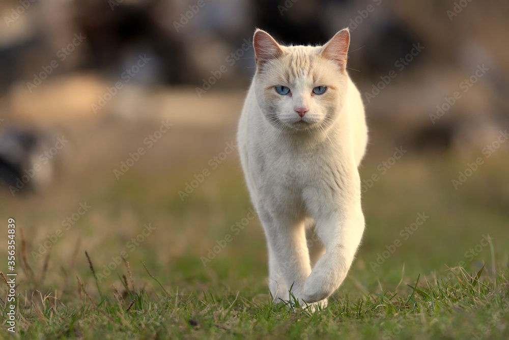A confident looking white pet cat strolling across a yard