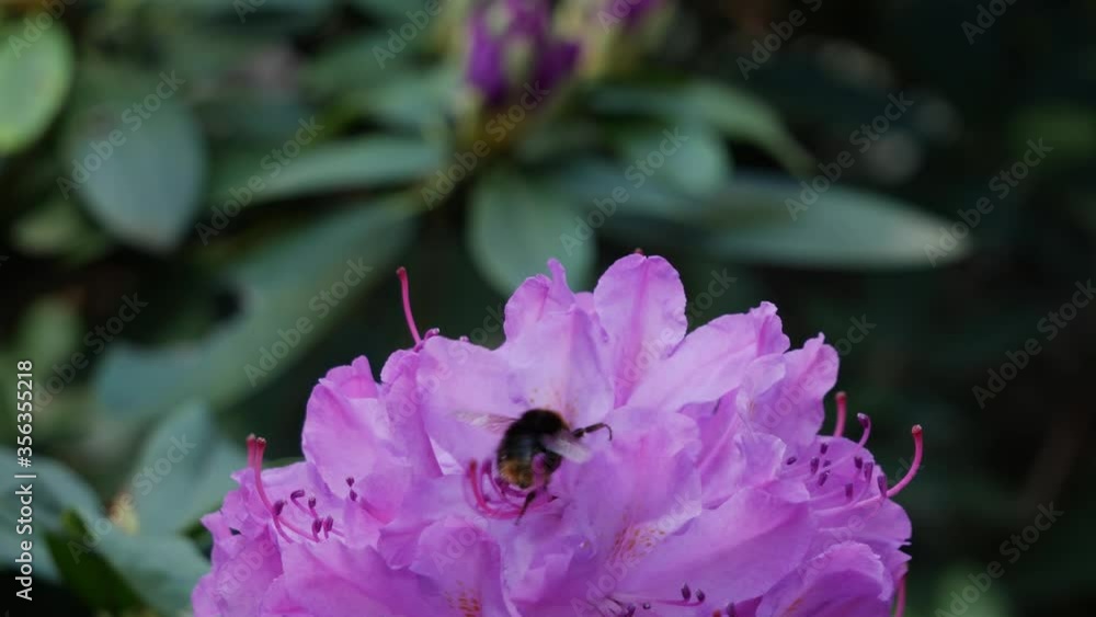 Bumble bee flying around rhododendron flower Bumble bee flying around rhododendron flower