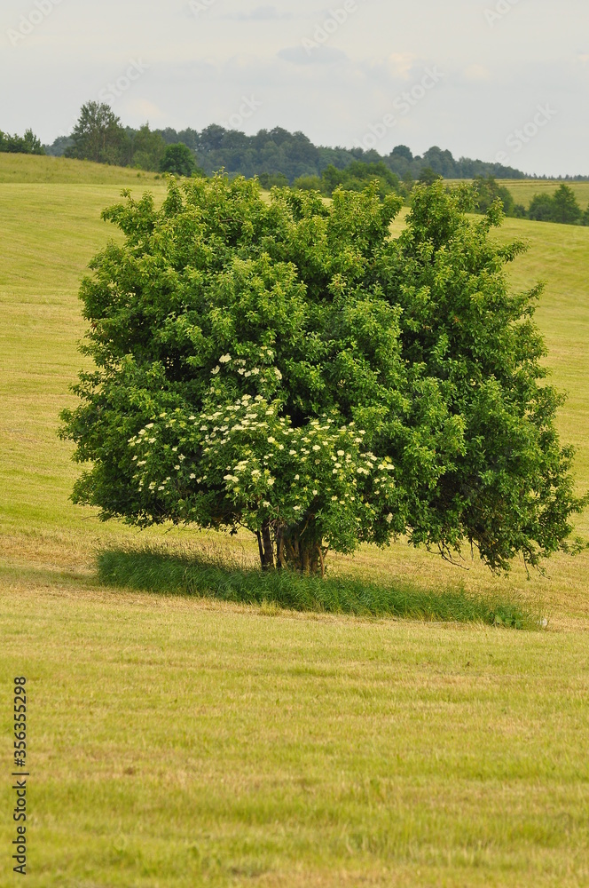 Fototapeta premium Polska - Mazury. Drzewo.